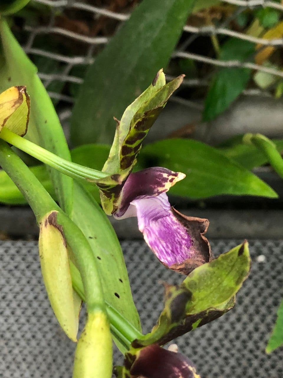 Zygopetalum