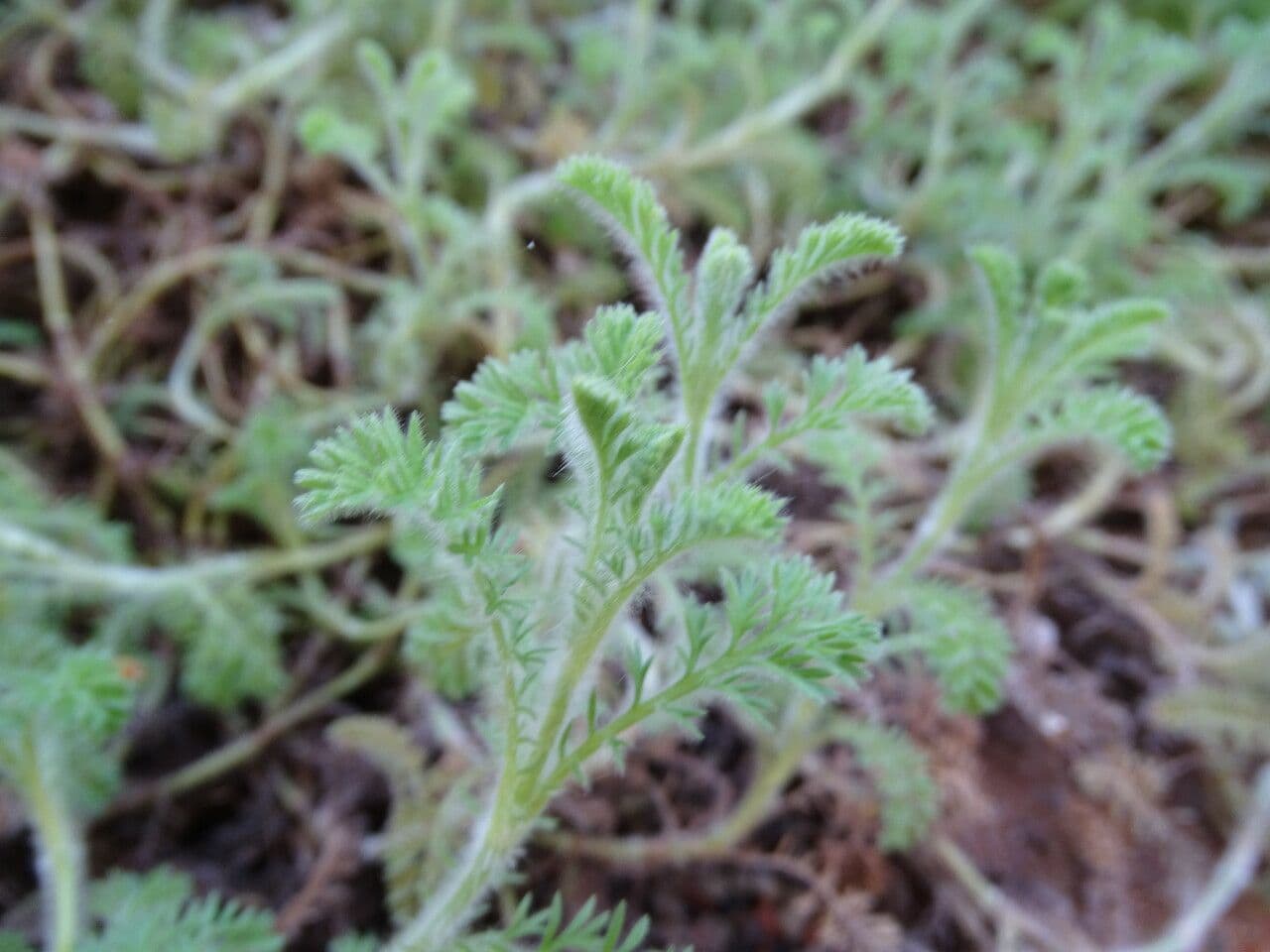 Cotula