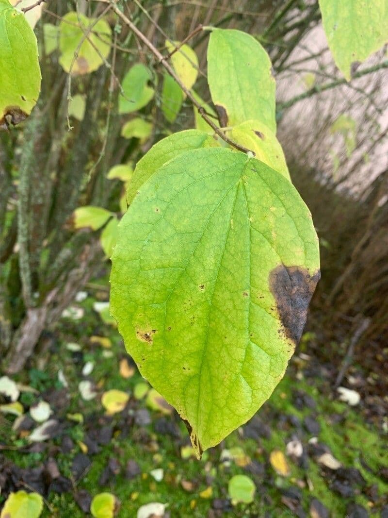 Pachysandra plstnatá 9