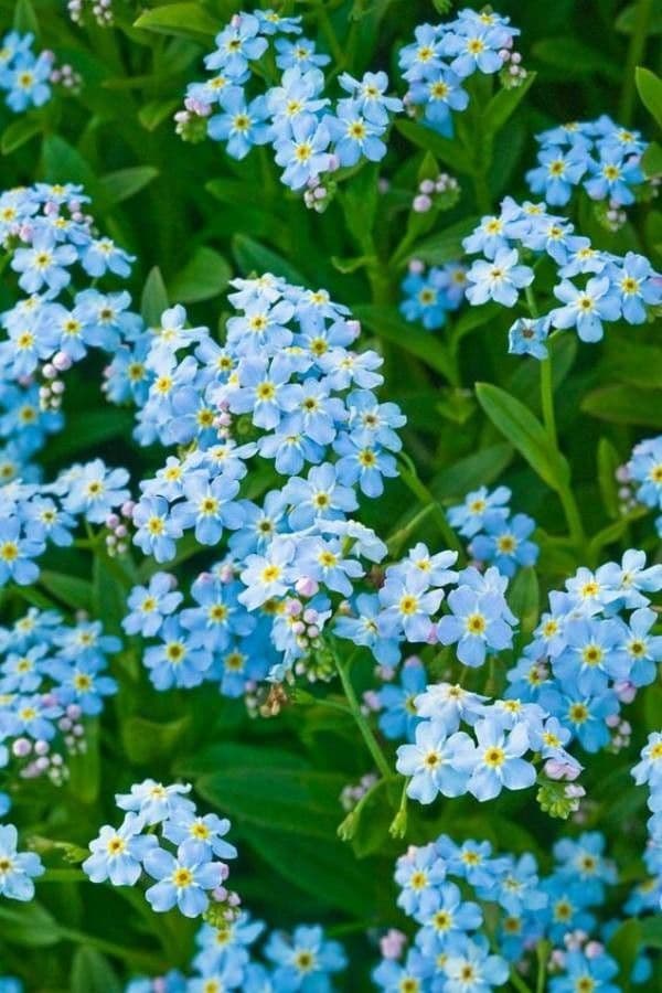 Forget-me-not 8