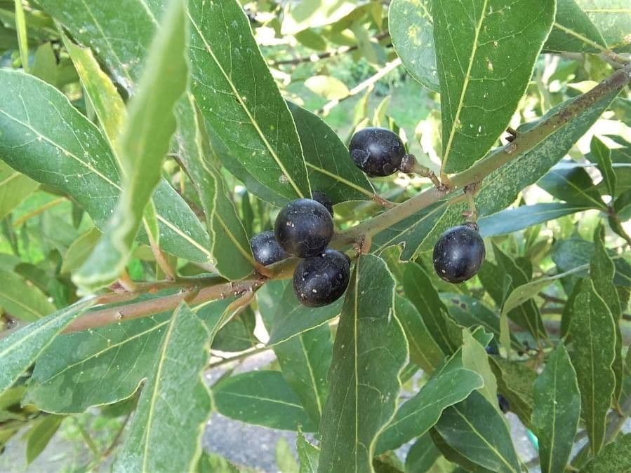 Laurel 4