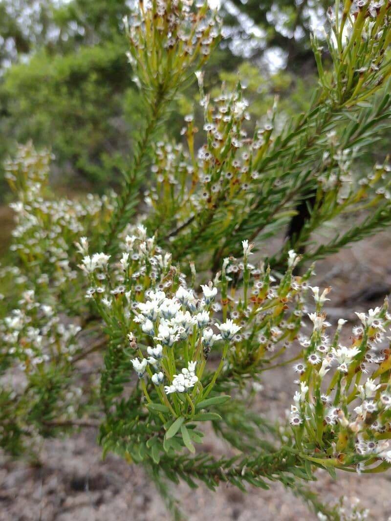 Conospermum 3