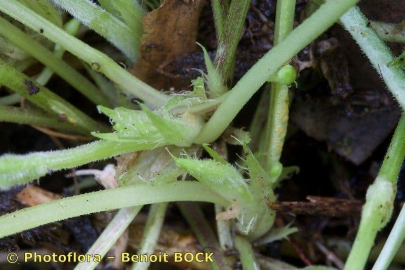 Viola odorata 18