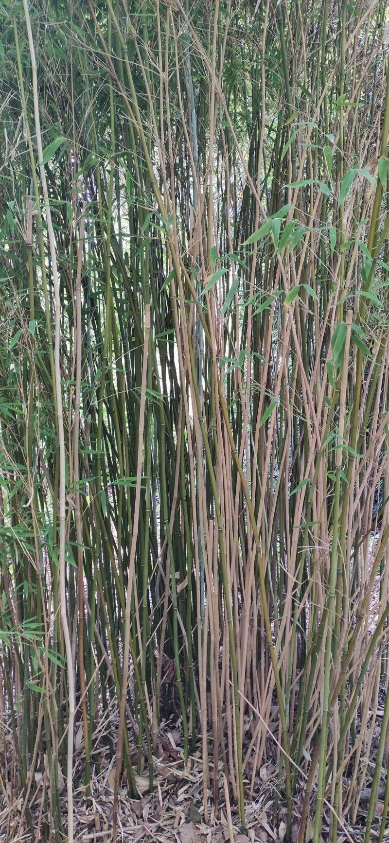 Chinesischer Springbrunnenbambus
