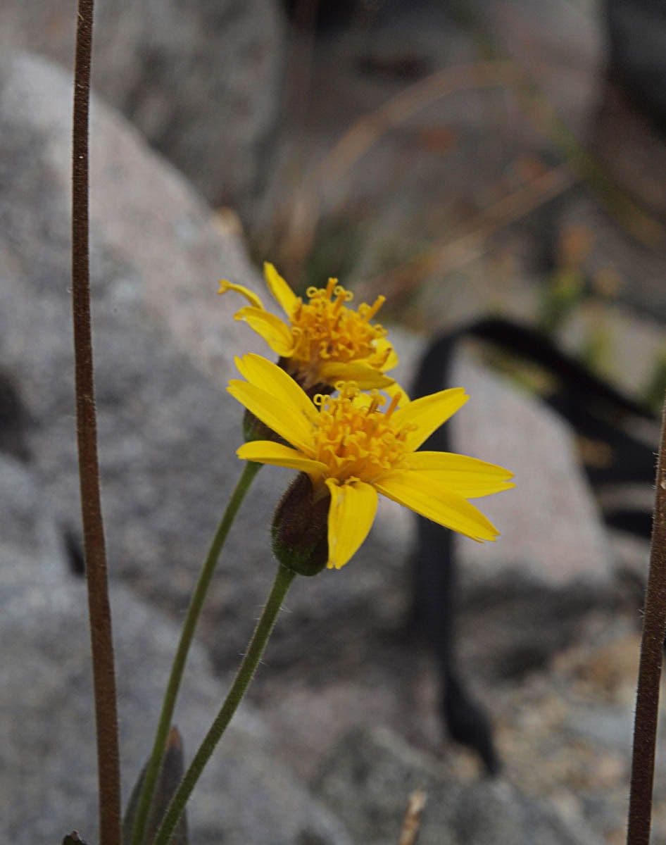 Arnika 2