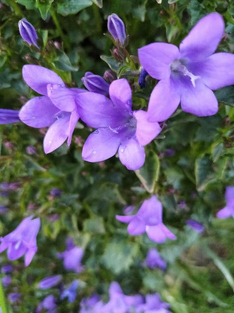 Campanilla adriática 21