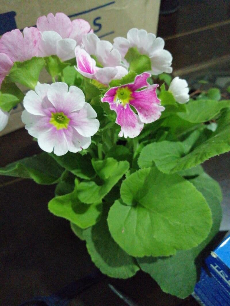Primula hirsuta 16