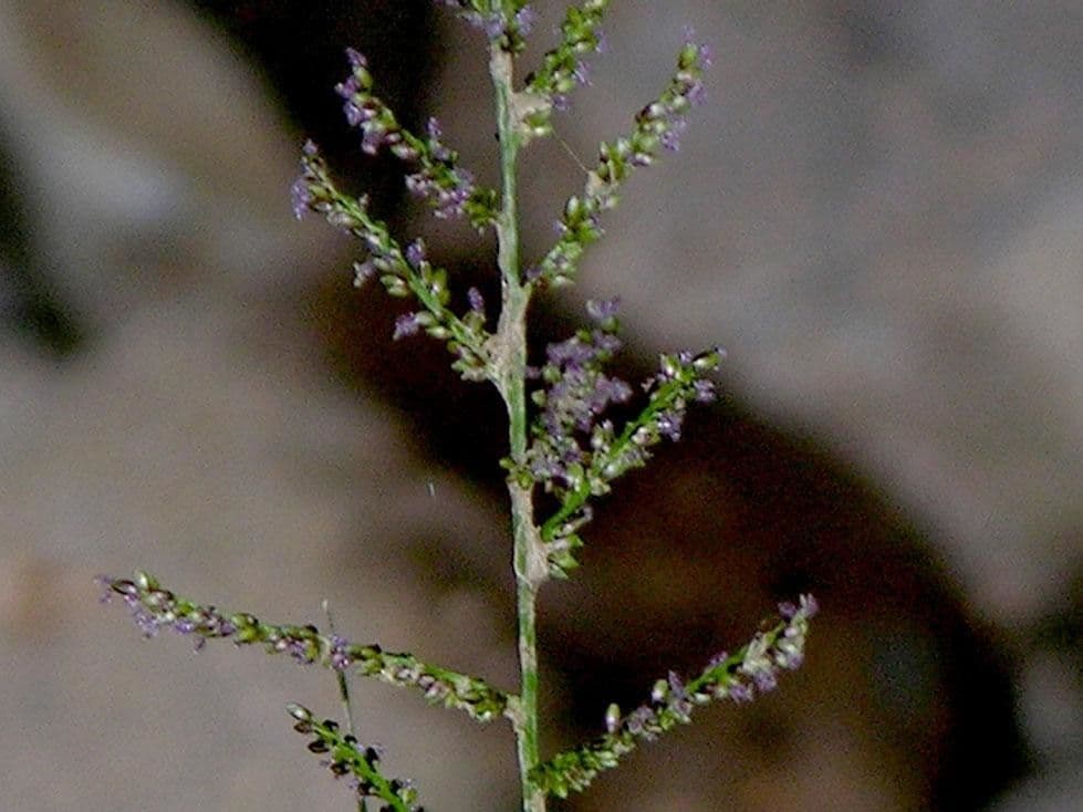Panicum pilosum