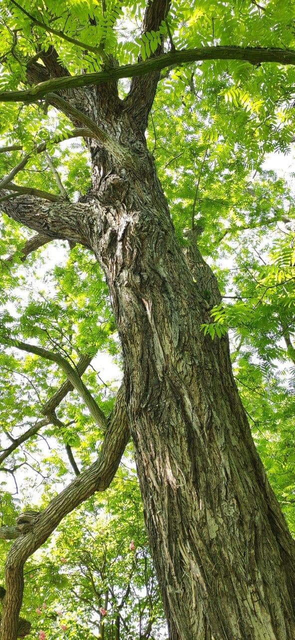 Pterocarya rhoifolia 11