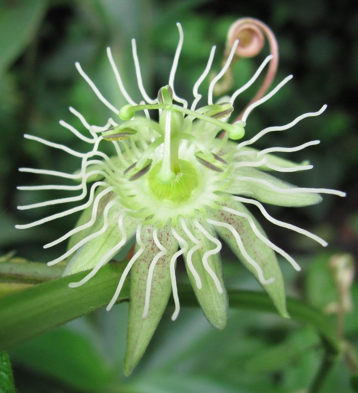 Passiflora