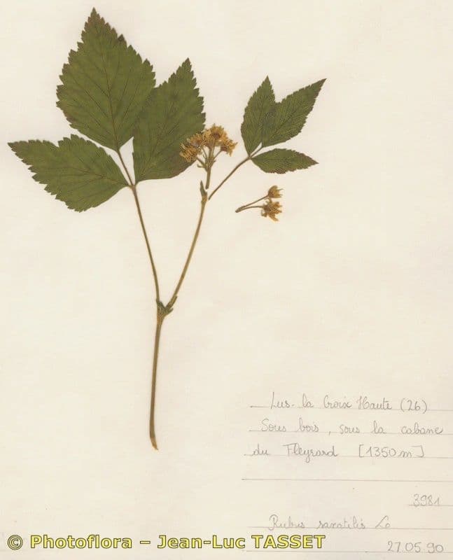 Rovo sassatile 28