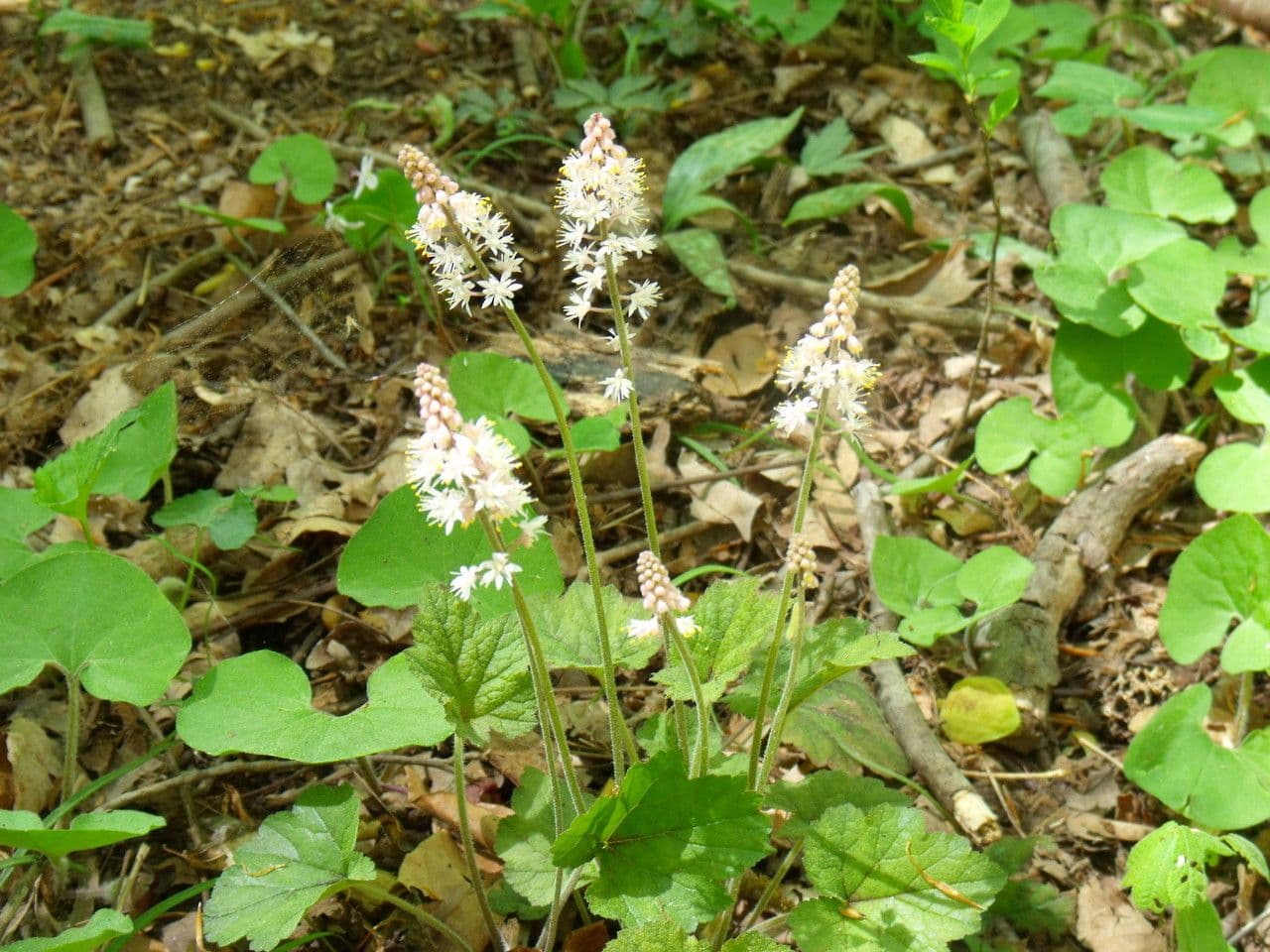 Schaumblüte 7