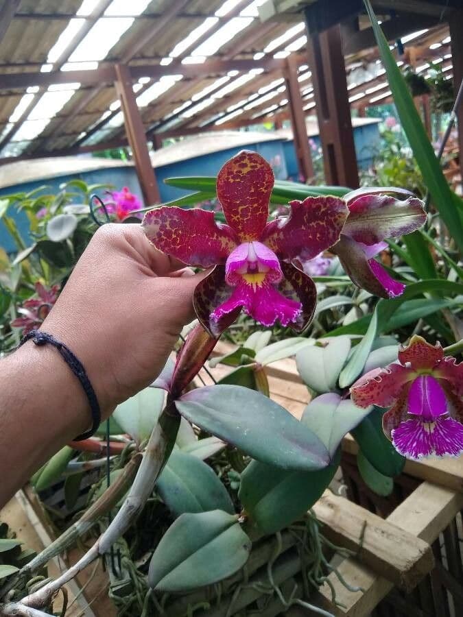 Cattleya
