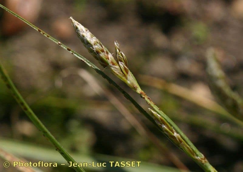 Osemenka 6