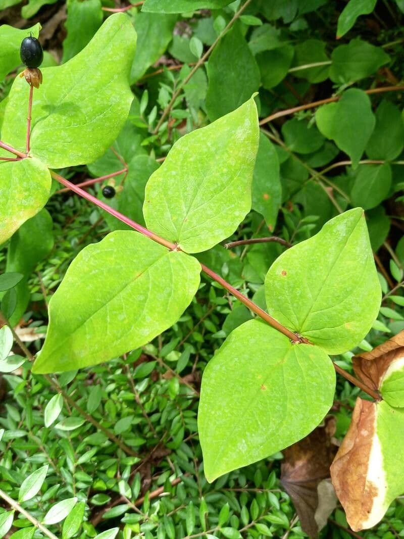 Millepertuis 11