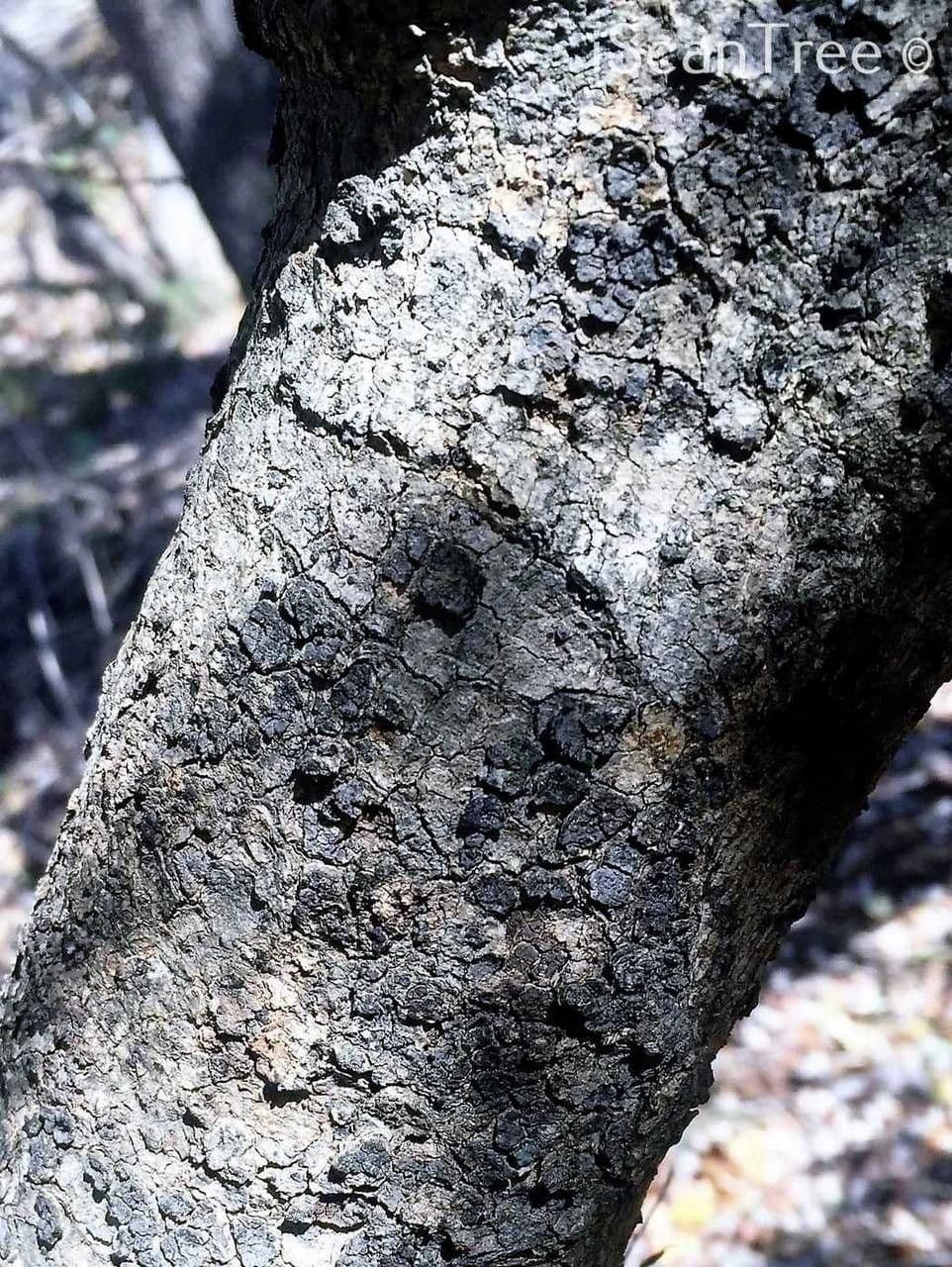 Kombretum 21