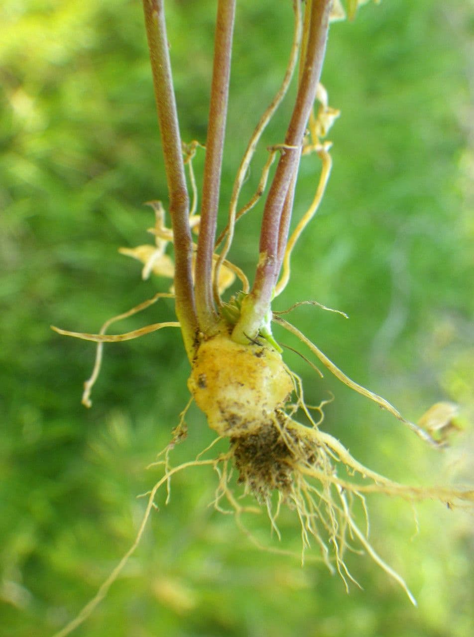 Lenec pelisseriana 19