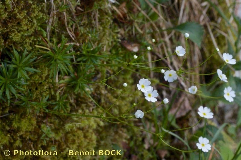Androsace lattea 6