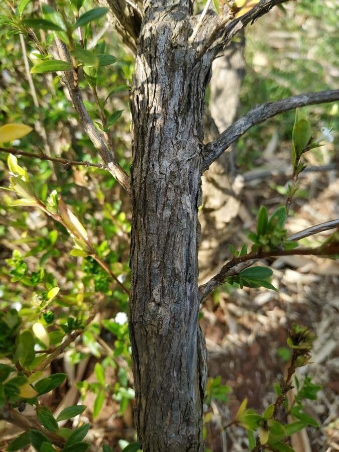 Serissa 18