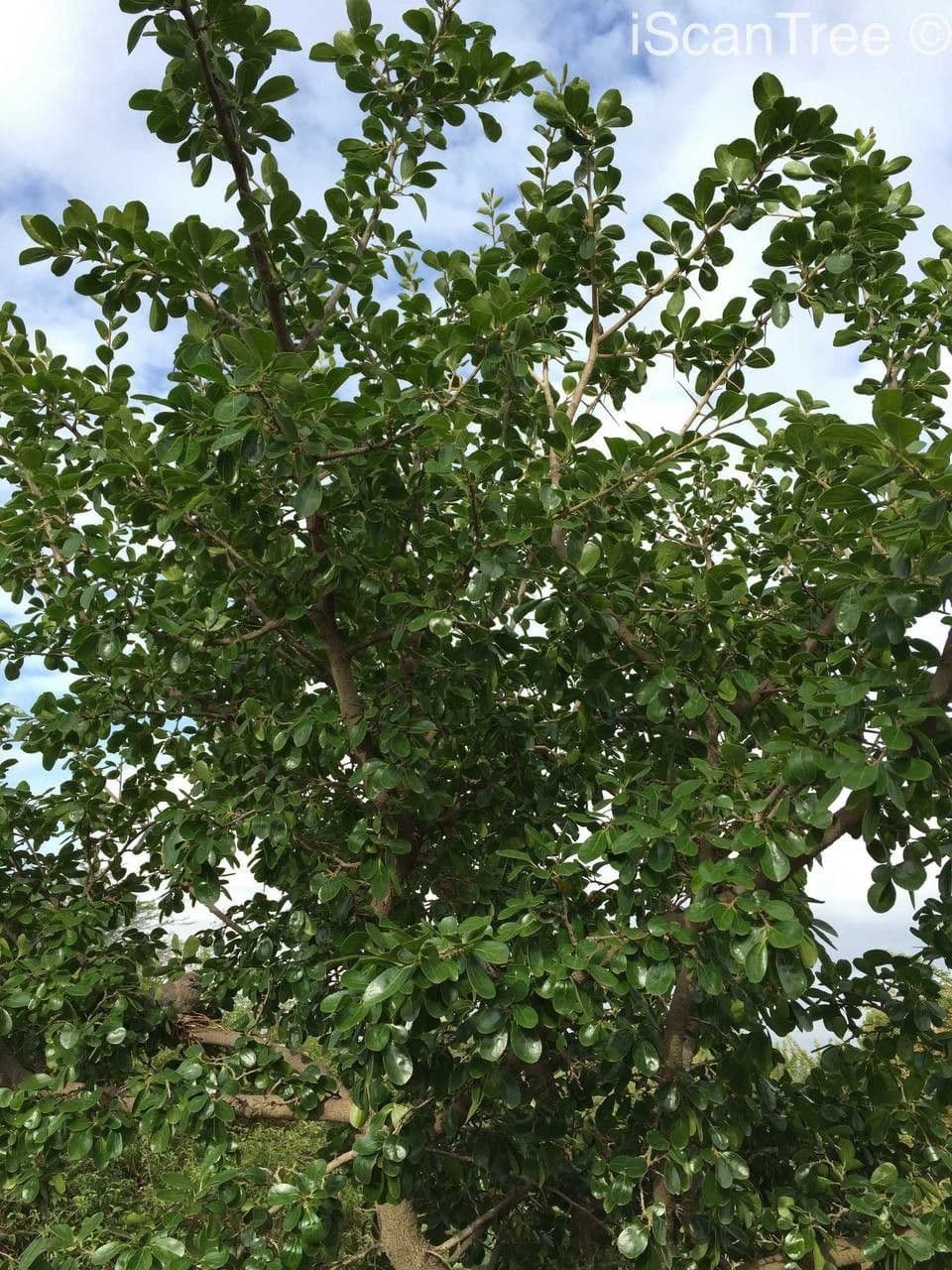Dovyalis zeyheri