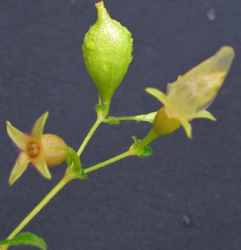 Monochaetum 5