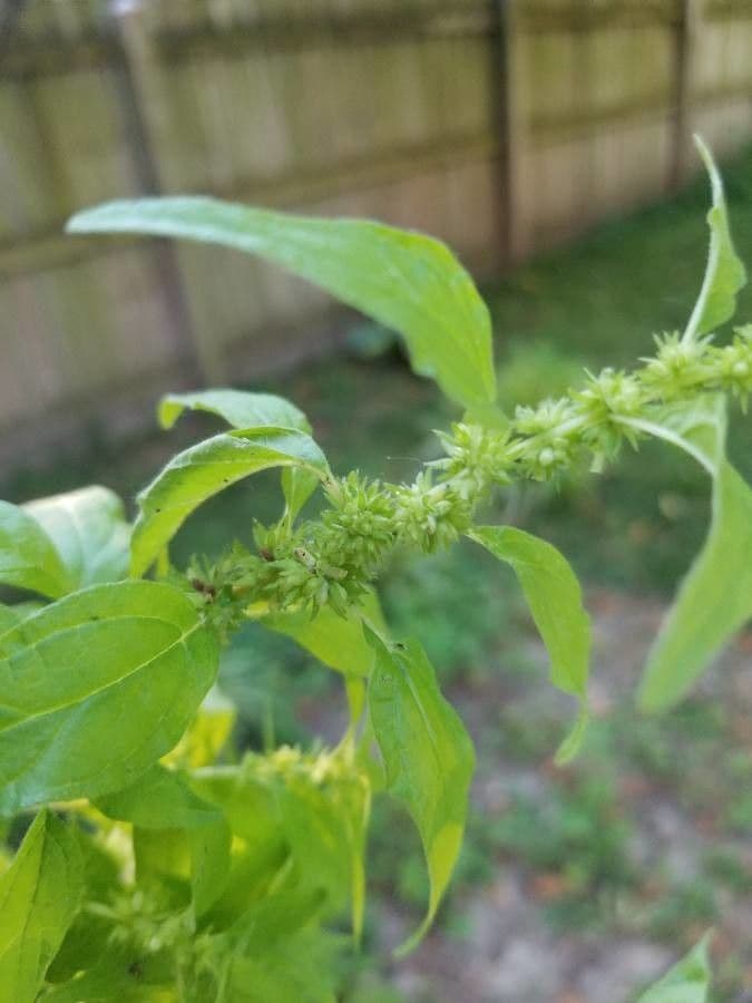 Parietaria pensilvanica 2