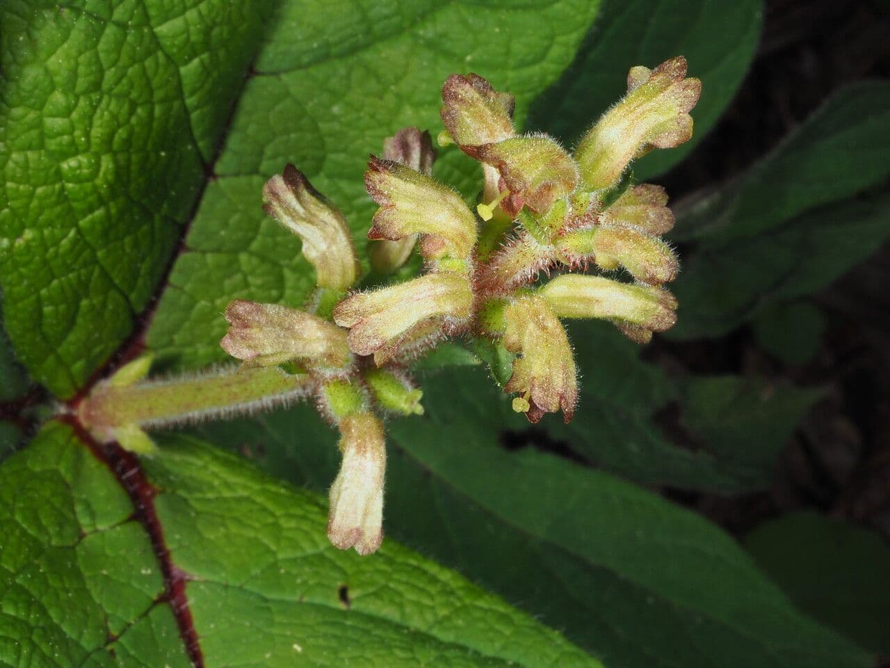 Triosteum 3