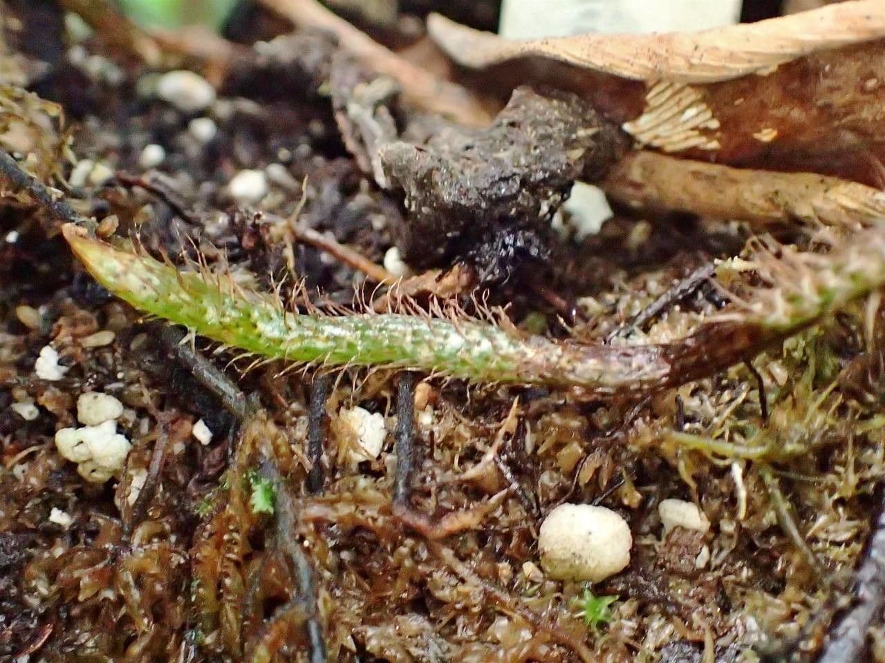 Microgramma 6