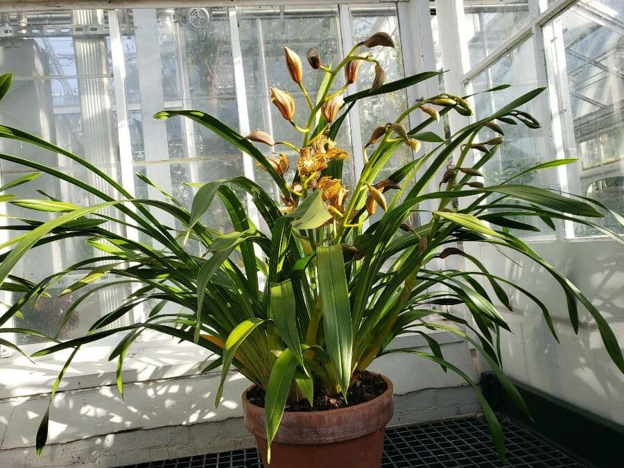 Cymbidium 10