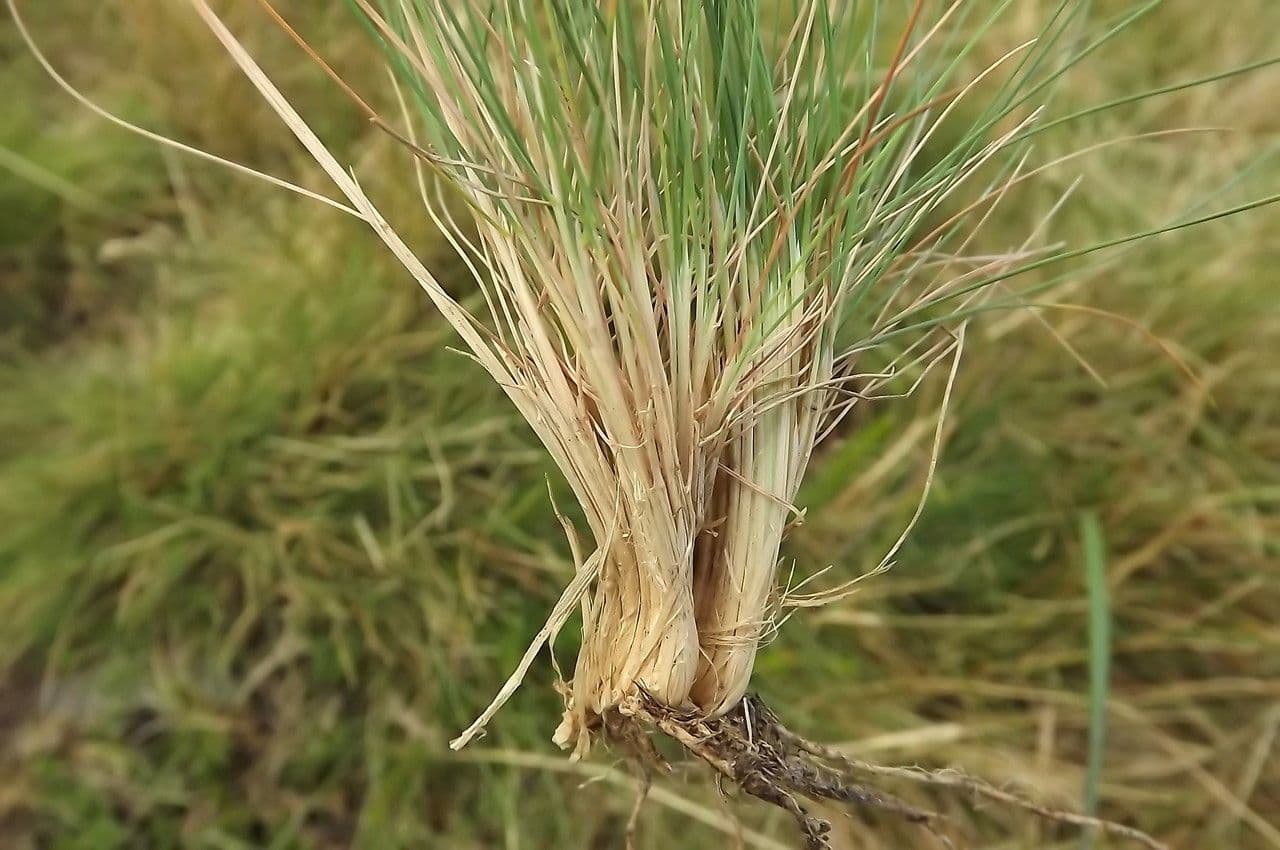 Agrostis curtisii 3