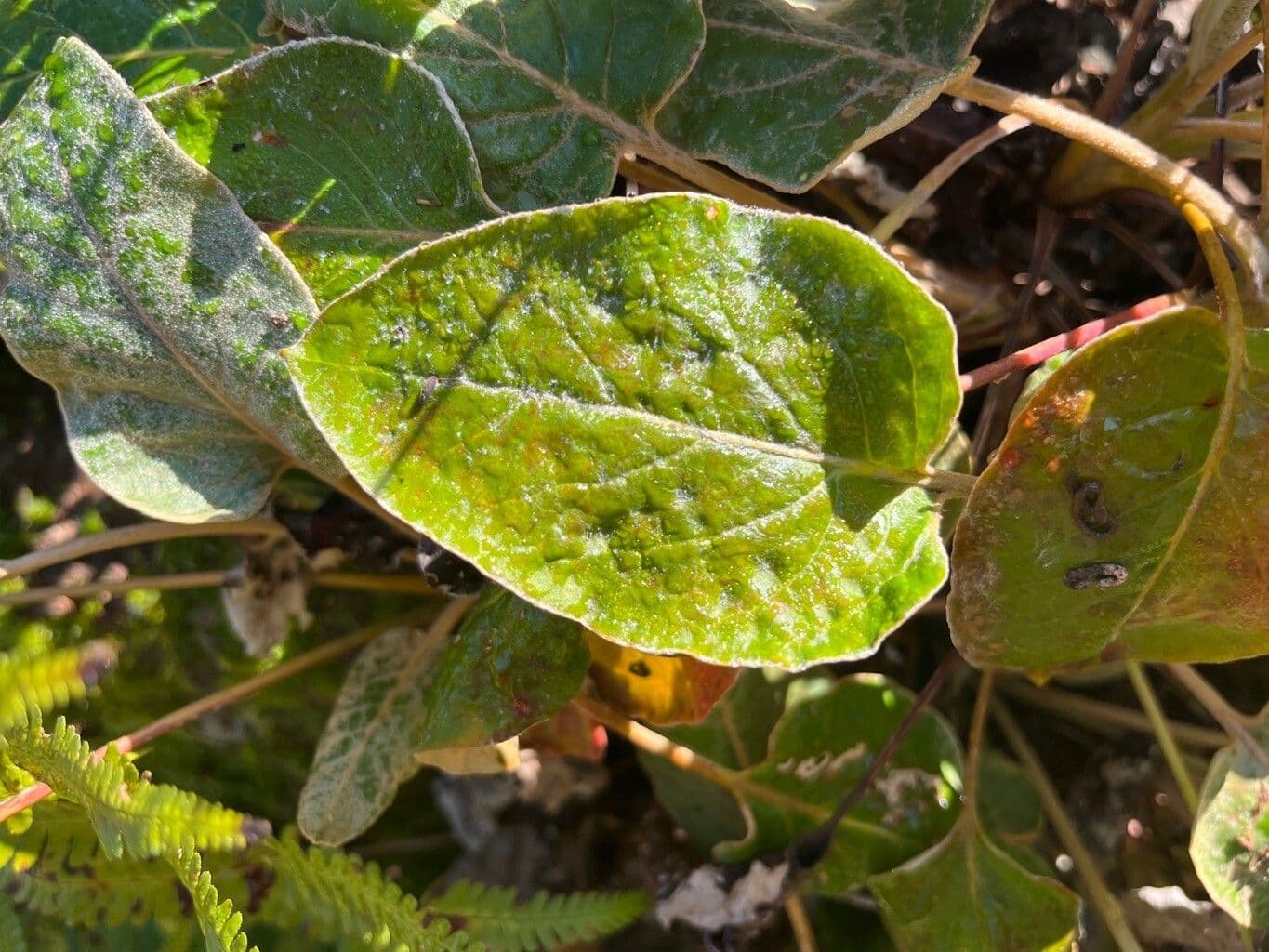 Allen's Buckwheat 3