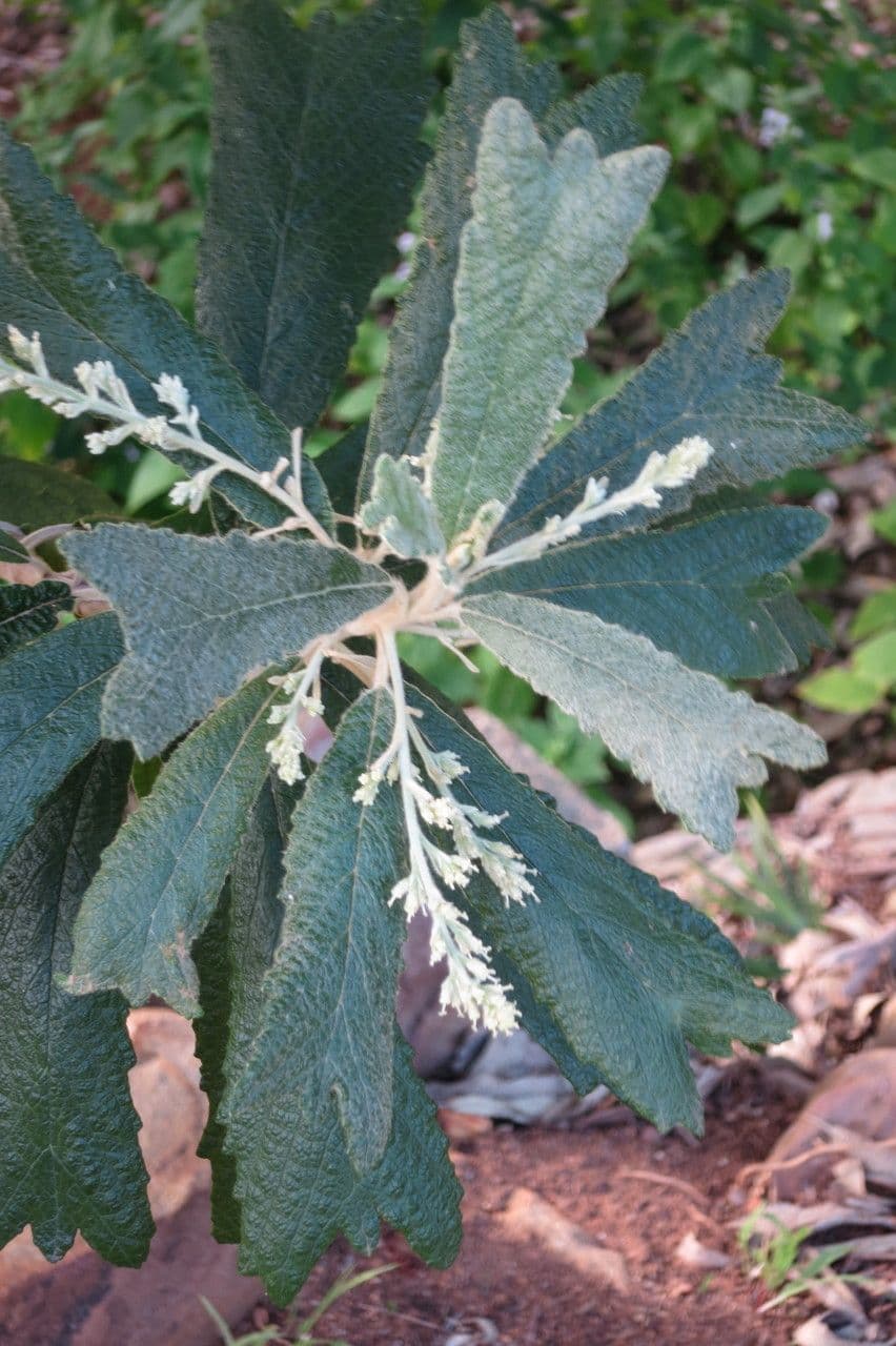 Tarchonanthus 4