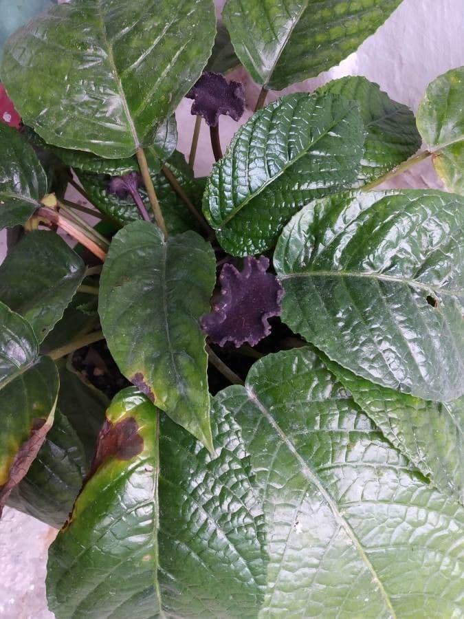Dorstenia alta 3