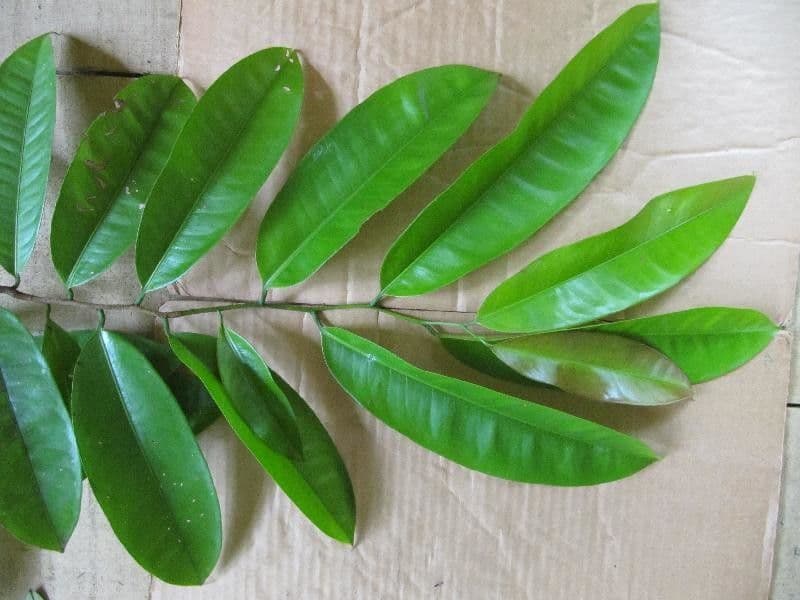 Lecythis 5