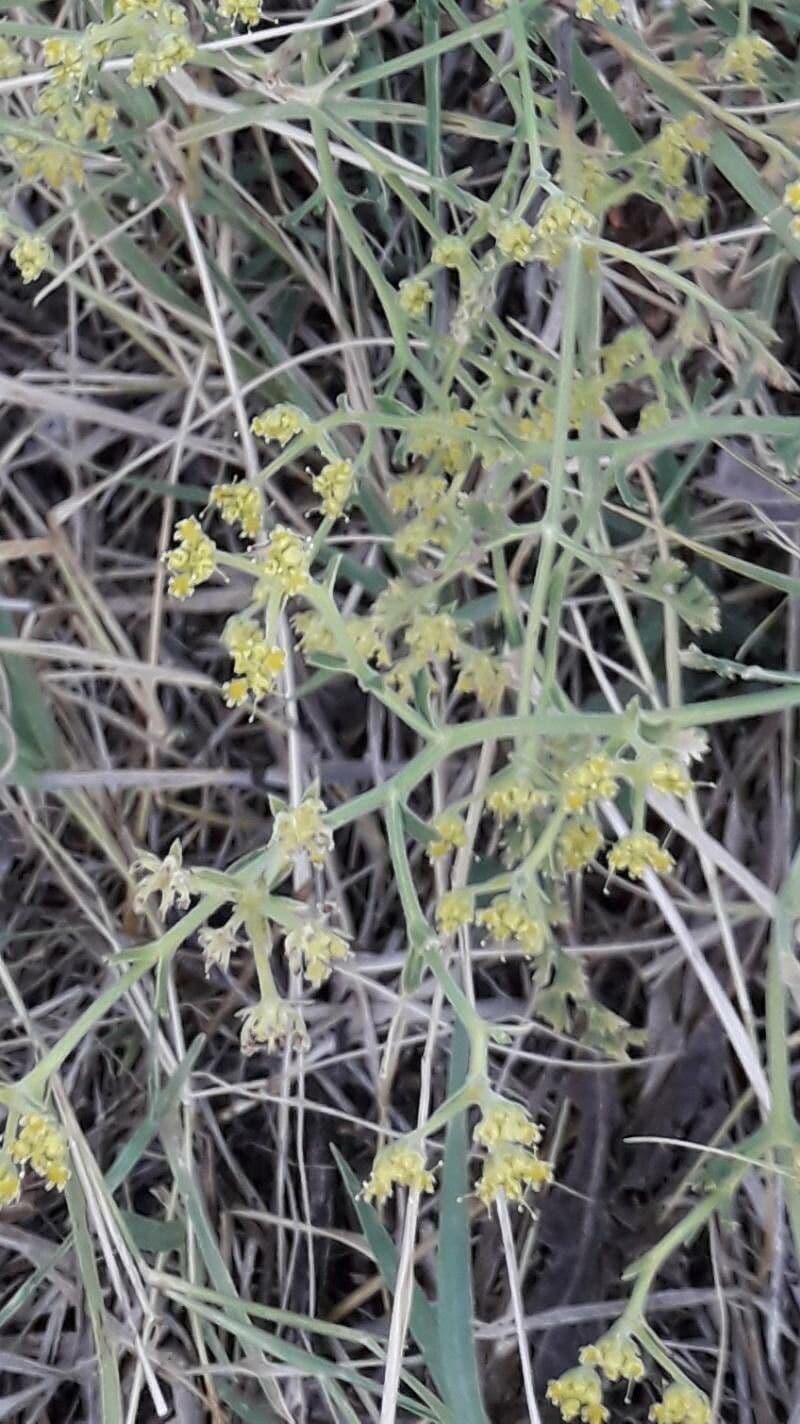 Echinophora