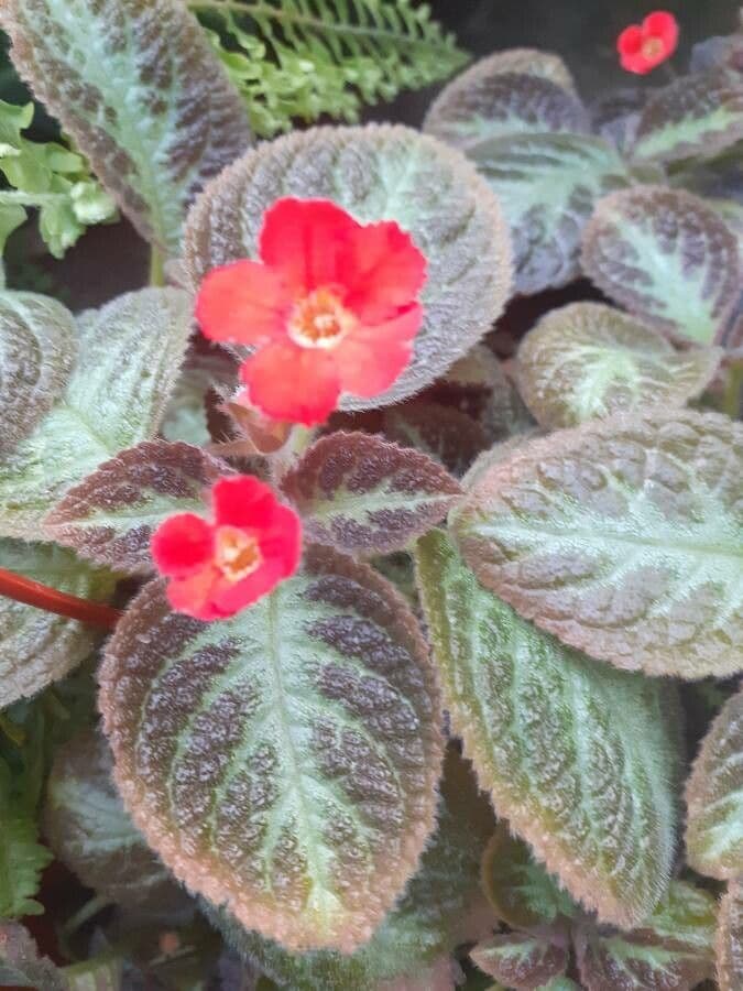 Episcia cupreata 4