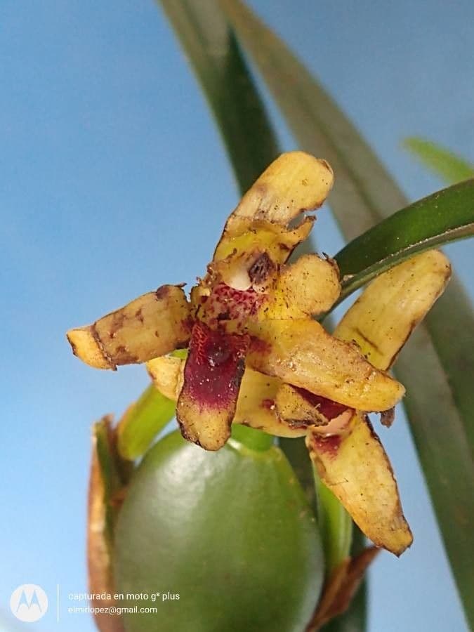Dendrobium 6