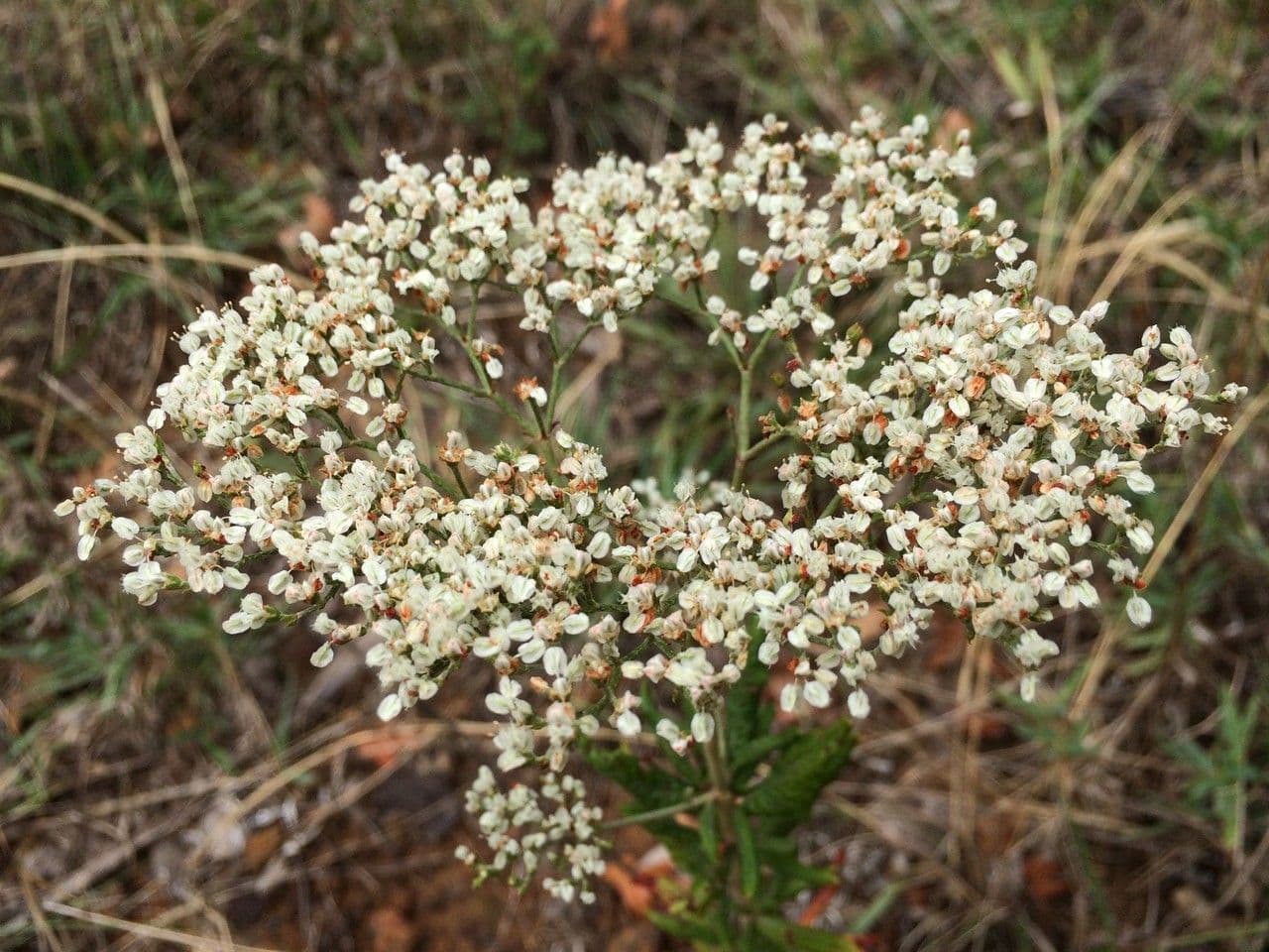 Vielblütiges Knöterich 12