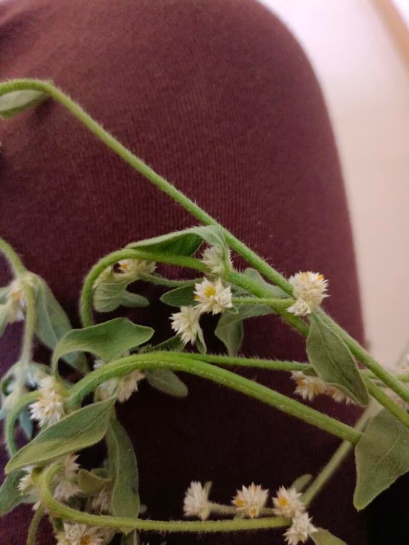 Alternanthera sessilis 11