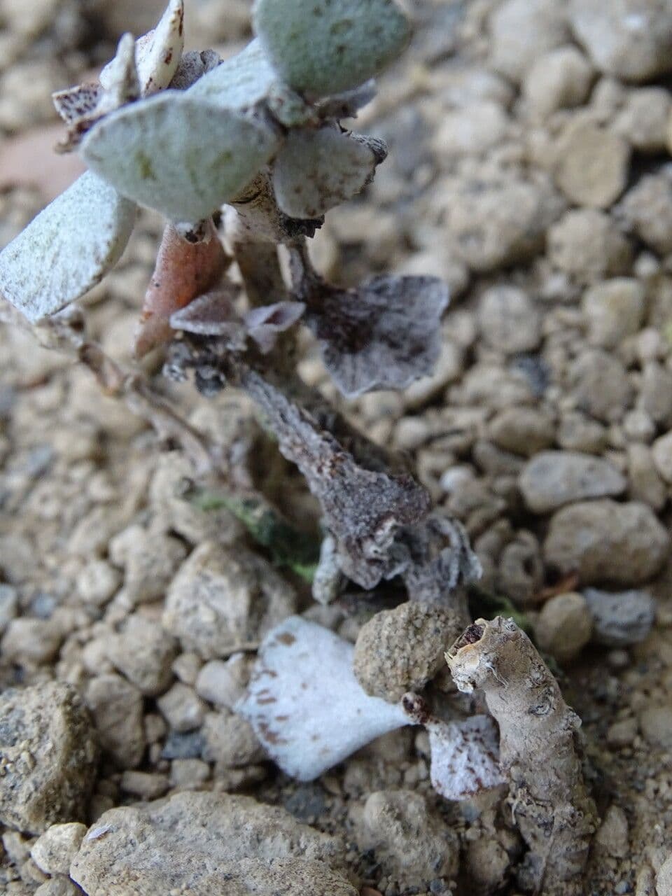 Kalanchoe romboidalna 14