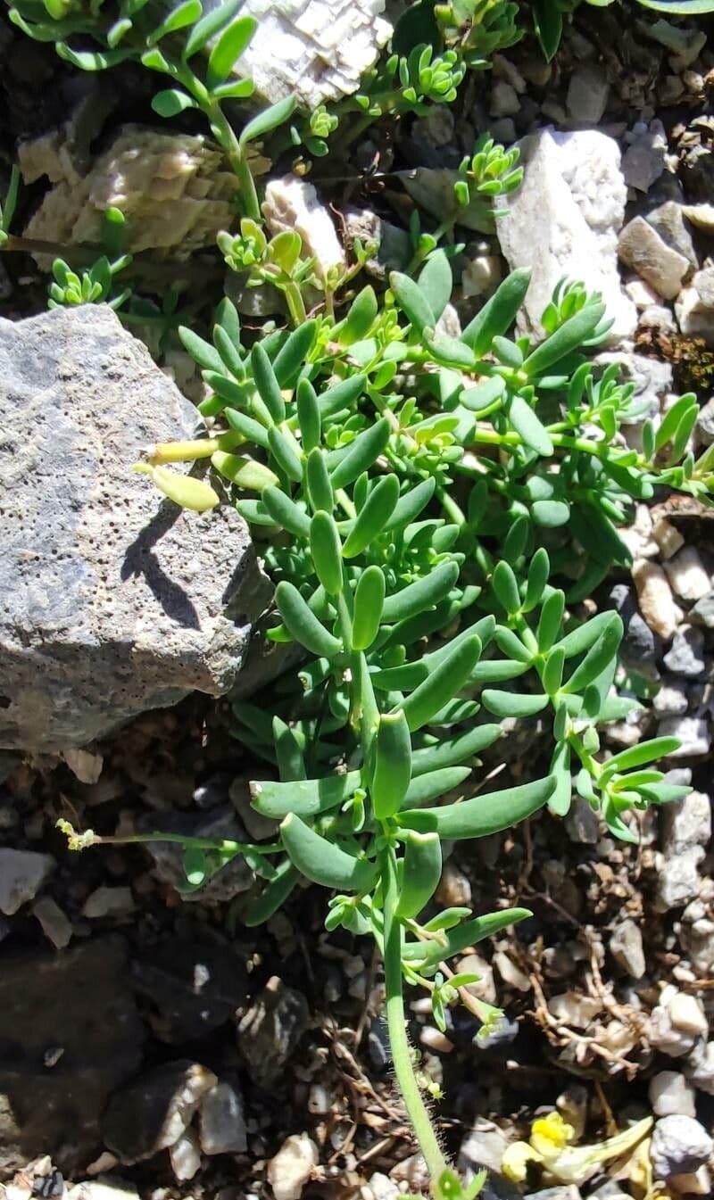 Linaria supina 22
