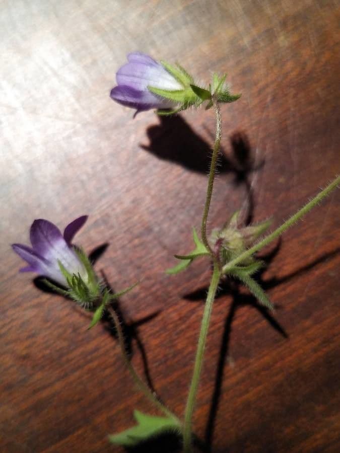 Campanula 3