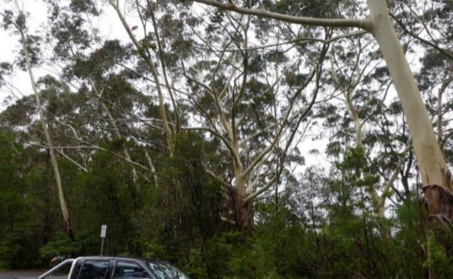 Eucalyptus oreades