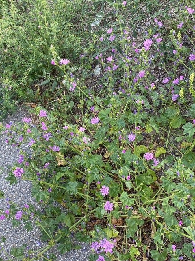 Malva selvatica 11