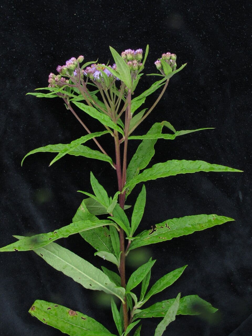Aster 6