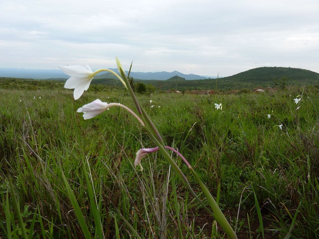 Gladiole 7