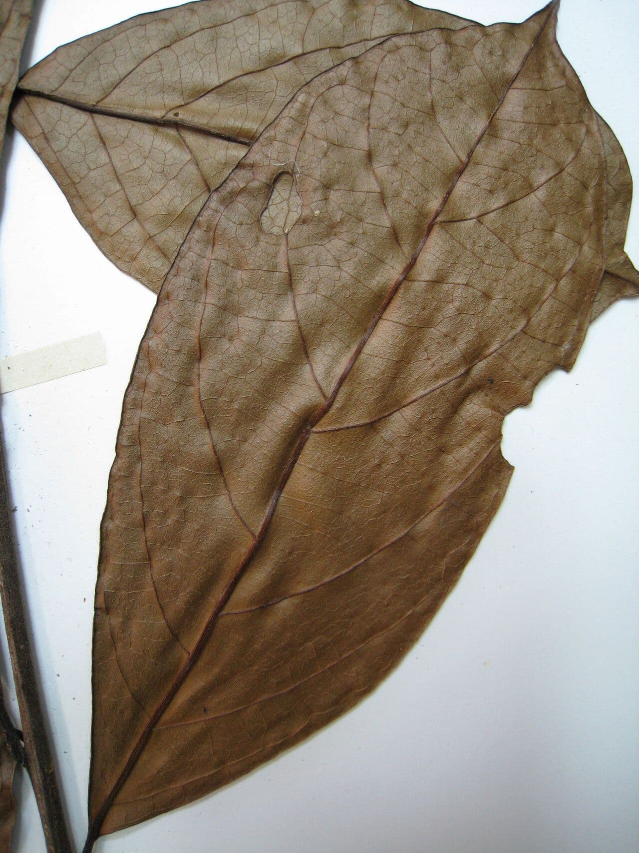 Cordia 4