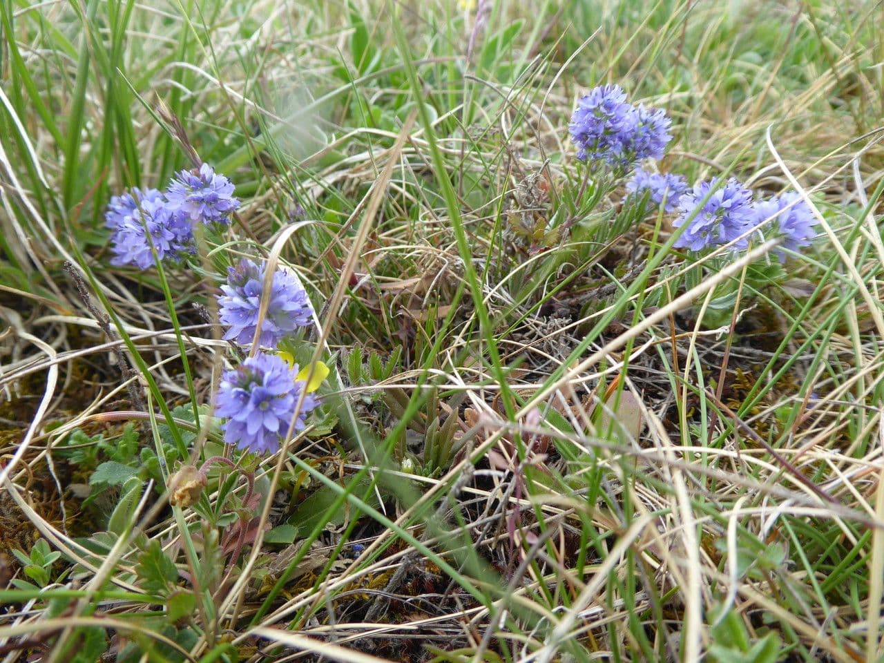 Veronica prostrata 21