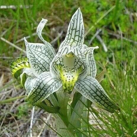 Chloraea