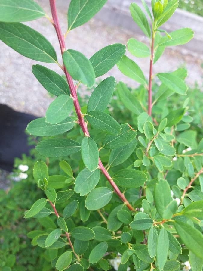 Spirea giapponese 20